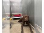 Labrador Retriever DOG FOR ADOPTION RGADN-1252680 - Burt (Grizzly) - Labrador