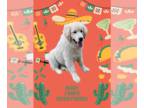 Golden Pyrenees DOG FOR ADOPTION RGADN-1252689 - Nugget - Great Pyrenees /