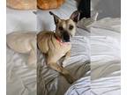 Labrador Retriever Mix DOG FOR ADOPTION RGADN-1252707 - Lea Lea - Labrador