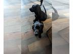 Bull Terrier-Labrador Retriever Mix DOG FOR ADOPTION RGADN-1252711 - Lab pups (3