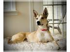 Carolina Dog Mix DOG FOR ADOPTION RGADN-1252717 - Stella - Carolina Dog / Mixed