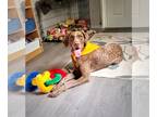 German Shorthaired Pointer DOG FOR ADOPTION RGADN-1252719 - Mabel - German