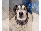 Huskies -Labrador Retriever Mix DOG FOR ADOPTION RGADN-1252730 - SASHA - Husky /