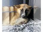 Australian Shepherd-Siberian Husky Mix DOG FOR ADOPTION RGADN-1252734 - A131836
