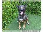 German Shepherd Dog Mix DOG FOR ADOPTION RGADN-1252741 - MIMI - German Shepherd