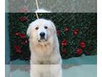 Great Pyrenees DOG FOR ADOPTION RGADN-1252745 - GRIFFITH - Great Pyrenees
