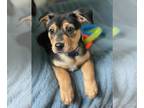 German Pinscher-Labrador Retriever Mix DOG FOR ADOPTION RGADN-1252754 - Sassy -