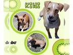 Dachshund Mix DOG FOR ADOPTION RGADN-1252757 - Kiwi - Dachshund / Mixed Dog For
