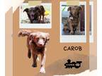 Spaniel Mix DOG FOR ADOPTION RGADN-1252759 - Carob - Spaniel / Terrier / Mixed