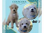 Poodle (Miniature) Mix DOG FOR ADOPTION RGADN-1252762 - Couscous (Ritzy) -