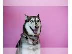 German Shepherd Dog-Siberian Husky Mix DOG FOR ADOPTION RGADN-1252766 - LEYLA -