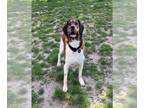 Beagle-English Springer Spaniel Mix DOG FOR ADOPTION RGADN-1252769 - HUNTER -