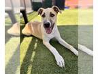 Anatolian Shepherd Mix DOG FOR ADOPTION RGADN-1252783 - DAX - Anatolian Shepherd