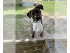 Labrador Retriever-Plott Hound Mix DOG FOR ADOPTION RGADN-1252785 - *TELLY -