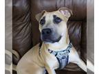 American Pit Bull Terrier Mix DOG FOR ADOPTION RGADN-1252791 - Jedi - Pit Bull