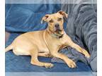 Staffordshire Bull Terrier Mix DOG FOR ADOPTION RGADN-1252805 - Otis -
