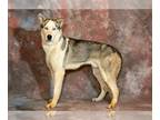 Siberian Husky Mix DOG FOR ADOPTION RGADN-1252807 - BUGGS - Siberian Husky /