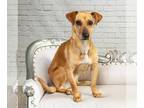 Carolina Dog-Jack Russell Terrier Mix DOG FOR ADOPTION RGADN-1252814 - Sheridan