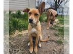 Retriever Mix DOG FOR ADOPTION RGADN-1252819 - Alton - Hound / Retriever / Mixed