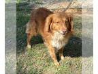 Spaniel Mix DOG FOR ADOPTION RGADN-1252821 - Frazier - Spaniel / Mixed Dog For