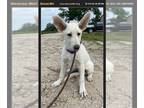 Mix DOG FOR ADOPTION RGADN-1252824 - Frankie - White German Shepherd (short