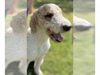 Golden Labrador DOG FOR ADOPTION RGADN-1252825 - Aero - Golden Retriever /