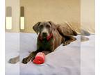Doberman Pinscher Mix DOG FOR ADOPTION RGADN-1252831 - Skye - Cane Corso Mastiff