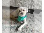 Bichon Frise Mix DOG FOR ADOPTION RGADN-1252837 - Bella - Bichon Frise / Terrier