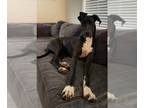 Great Dane Mix DOG FOR ADOPTION RGADN-1252845 - Emerie - Great Dane / Mixed Dog