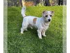 Jack Russell Terrier Mix DOG FOR ADOPTION RGADN-1252852 - Catch Up - Jack