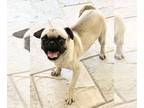 Pug Mix DOG FOR ADOPTION RGADN-1252886 - Wonton - Pug / Mixed (short coat) Dog