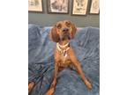 Adopt Rose a Redbone Coonhound