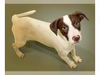 American Foxhound Mix DOG FOR ADOPTION RGADN-1252902 - LANCE - American Foxhound