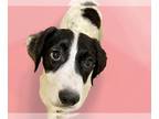 American Foxhound Mix DOG FOR ADOPTION RGADN-1252903 - MARTHA - American