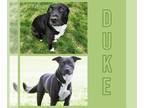 American Pit Bull Terrier Mix DOG FOR ADOPTION RGADN-1252912 - DUKE - Pit Bull