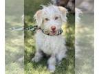 Lhasa Apso Mix DOG FOR ADOPTION RGADN-1252913 - Astro - Lhasa Apso / Terrier /
