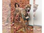Feist Terrier-Whippet Mix DOG FOR ADOPTION RGADN-1252914 - Charlotte - Whippet /