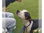 American Staffordshire Terrier DOG FOR ADOPTION RGADN-1252922 - Montana -