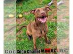 Mountain Cur DOG FOR ADOPTION RGADN-1252925 - Coco Chanel - Mountain Cur Dog For