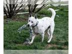 Huskies Mix DOG FOR ADOPTION RGADN-1252929 - Kris (Foster or Adopter Needed!) -