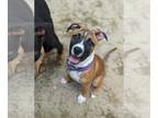 Boxer DOG FOR ADOPTION RGADN-1252934 - Capri Sun - Boxer / Pit Bull Terrier Dog