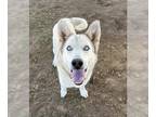 Mix DOG FOR ADOPTION RGADN-1252958 - *AKIKO - Husky (medium coat) Dog For