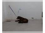 Mastiff DOG FOR ADOPTION RGADN-1252971 - MURPHY - Mastiff (medium coat) Dog For