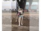 Great Dane DOG FOR ADOPTION RGADN-1252977 - Murphy - Great Dane Dog For Adoption