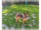 German Shepherd Dog Mix DOG FOR ADOPTION RGADN-1252979 - Jonas - German Shepherd