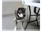 Siberian Husky Mix DOG FOR ADOPTION RGADN-1253004 - PLUTO - Siberian Husky /