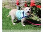 Jack Chi DOG FOR ADOPTION RGADN-1253013 - Pogo - Jack Russell Terrier /