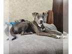 Staffordshire Bull Terrier Mix DOG FOR ADOPTION RGADN-1253020 - Blue -