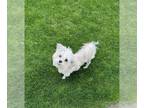 Shih Tzu Mix DOG FOR ADOPTION RGADN-1253023 - Coral - Shih Tzu / Mixed Dog For
