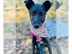 Greyhound Mix DOG FOR ADOPTION RGADN-1253043 - SHELBY - Greyhound / Australian